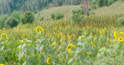 सूर्यमुखी फूलको खेतीमा रमाउँदै मिलन   